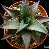 Haworthia venosa var. JL1837
